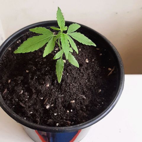 Chalupa - Alvaro  growlog photo: El lunes 23 de enero, la planta tuvo un crecimiento de 8,2 cm de altura, y de 5,3 cm en el largo del primer par de hojas.

Como dato extra se puede evidenciar que la planta ya cuenta con 10 pares de hojas.