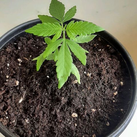 Chalupa - Alvaro  growlog photo: El lunes 23 de enero, la planta tuvo un crecimiento de 8,2 cm de altura, y de 5,3 cm en el largo del primer par de hojas.

Como dato extra se puede evidenciar que la planta ya cuenta con 10 pares de hojas.