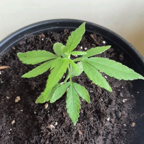 Chalupa - Alvaro  growlog photo: El miércoles 25 de enero, la planta tuvo un crecimiento de 8,4 cm de altura, y de 5,5 cm en el largo del primer par de hojas. Como dato extra se puede evidenciar que la planta ya cuenta con la aparición del cuarto par de hojas.