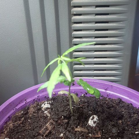 Chalupa - Alvaro  growlog photo: El miércoles 25 de enero, la planta tuvo un crecimiento de 8,4 cm de altura, y de 5,5 cm en el largo del primer par de hojas. Como dato extra se puede evidenciar que la planta ya cuenta con la aparición del cuarto par de hojas.