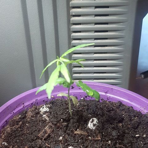 Chalupa - Alvaro  growlog photo: El miércoles 25 de enero, la planta tuvo un crecimiento de 8,4 cm de altura, y de 5,5 cm en el largo del primer par de hojas. Como dato extra se puede evidenciar que la planta ya cuenta con la aparición del cuarto par de hojas.