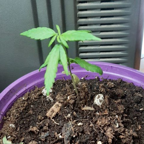 Chalupa - Alvaro  growlog photo: El sábado 28 de enero, la planta tuvonun crecimiento de 8,6 cm de altura, y de 5,7 cm en el largo del primer par de hojas. 