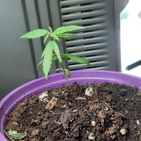 Chalupa - Alvaro  growlog photo: El sábado 28 de enero, la planta tuvonun crecimiento de 8,6 cm de altura, y de 5,7 cm en el largo del primer par de hojas. 