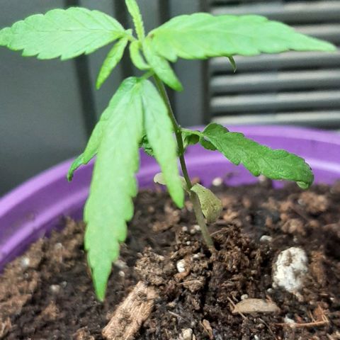 Chalupa - Alvaro  growlog photo: El sábado 28 de enero, la planta tuvonun crecimiento de 8,6 cm de altura, y de 5,7 cm en el largo del primer par de hojas. 