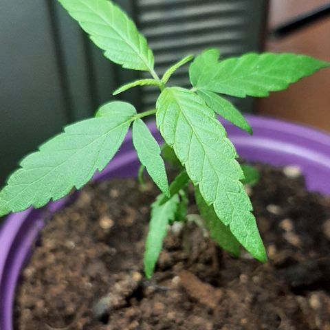 Chalupa - Alvaro  growlog photo: El martes, 31 de enero, la planta tuvo un crecimiento de 8,9 cm de altura, y de 6 cm en el largo del primer par de hojas.