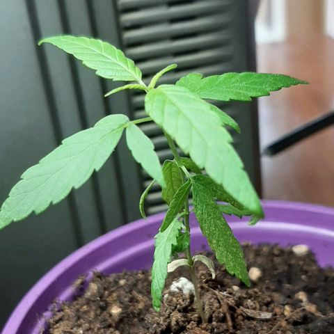 Chalupa - Alvaro  growlog photo: El martes, 31 de enero, la planta tuvo un crecimiento de 8,9 cm de altura, y de 6 cm en el largo del primer par de hojas.