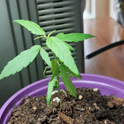 Chalupa - Alvaro  growlog photo: El martes, 31 de enero, la planta tuvo un crecimiento de 8,9 cm de altura, y de 6 cm en el largo del primer par de hojas.