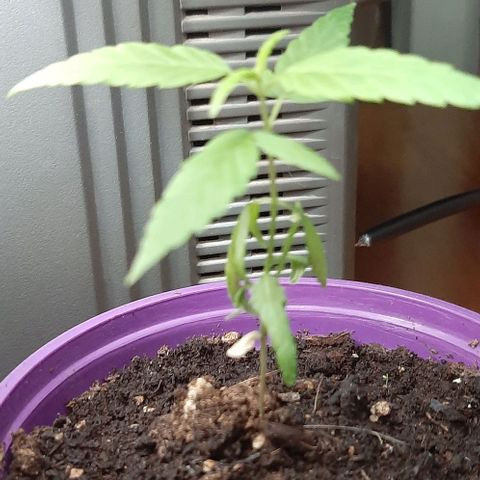 Chalupa - Alvaro  growlog photo: El sábado 4 de febrero, la planta tuvo un crecimiento de 9,1 cm de altura, y de 6,3 cm en el largo del primer par de hojas. 