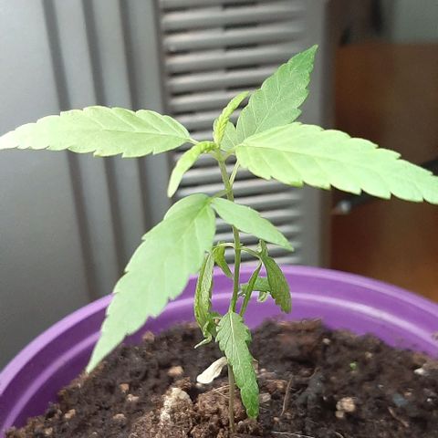 Chalupa - Alvaro  growlog photo: El sábado 4 de febrero, la planta tuvo un crecimiento de 9,1 cm de altura, y de 6,3 cm en el largo del primer par de hojas. 
