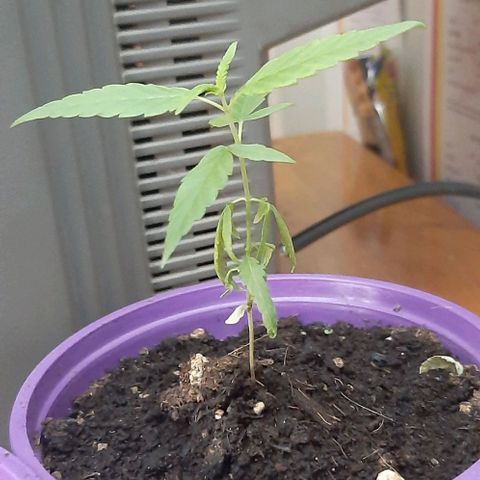 Chalupa - Alvaro  growlog photo: El jueves 9 de febrero, la planta tuvo un crecimiento de 9,5 cm de altura, y de 6 cm en el largo del primer par de hojas.