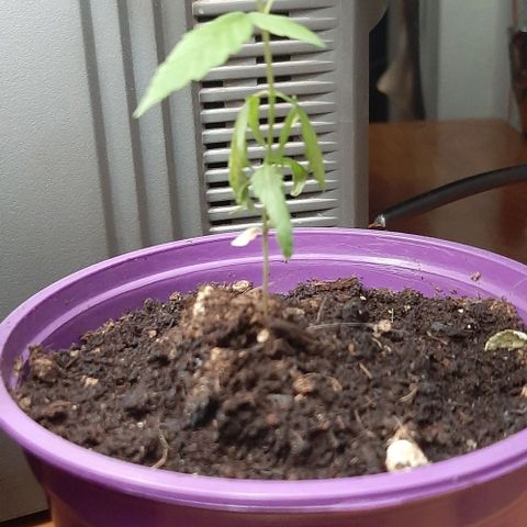 Chalupa - Alvaro  growlog photo: El jueves 9 de febrero, la planta tuvo un crecimiento de 9,5 cm de altura, y de 6 cm en el largo del primer par de hojas.