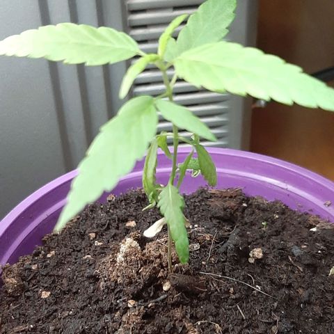 Chalupa - Alvaro  growlog photo: El jueves 9 de febrero, la planta tuvo un crecimiento de 9,5 cm de altura, y de 6 cm en el largo del primer par de hojas.