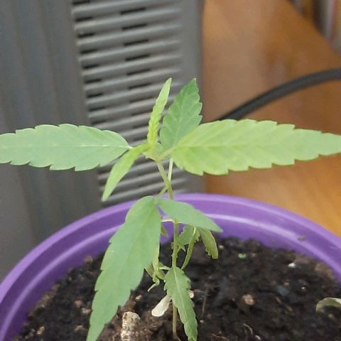 Chalupa - Alvaro  growlog photo: El sábado 11 de febrero, la planta tuvo un crecimiento de 9,7 cm de altura, y de 6,2 cm en el largo del primer par de hojas.