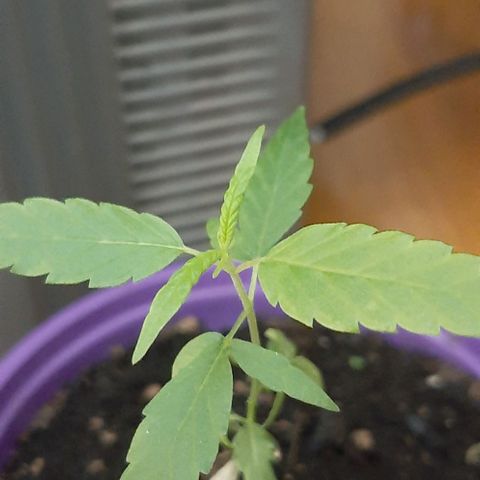 Chalupa - Alvaro  growlog photo: El sábado 11 de febrero, la planta tuvo un crecimiento de 9,7 cm de altura, y de 6,2 cm en el largo del primer par de hojas.