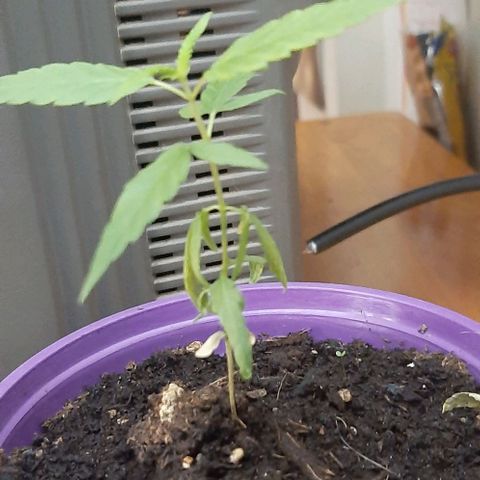 Chalupa - Alvaro  growlog photo: El sábado 11 de febrero, la planta tuvo un crecimiento de 9,7 cm de altura, y de 6,2 cm en el largo del primer par de hojas.