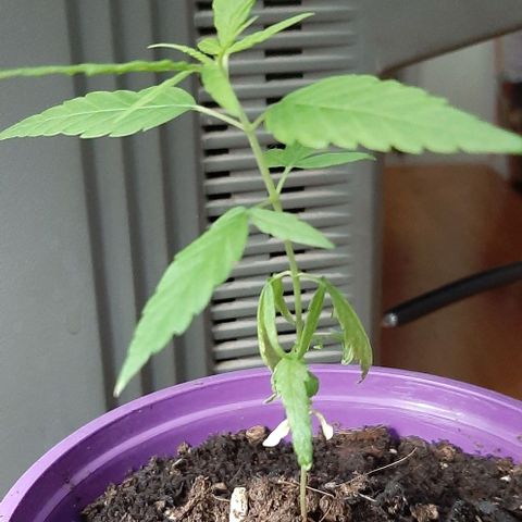 Chalupa - Alvaro  growlog photo: El martes 14 de febrero, la planta tuvo un crecimiento de 10 cm, de altura, y de 3,5 cm en el largo del primer par de hojas.