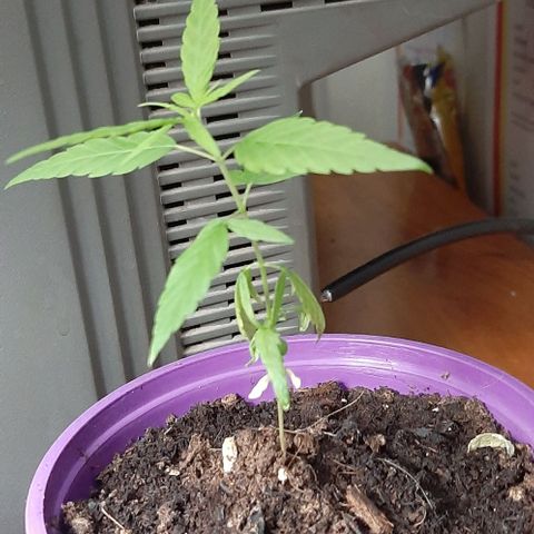 Chalupa - Alvaro  growlog photo: El martes 14 de febrero, la planta tuvo un crecimiento de 10 cm, de altura, y de 3,5 cm en el largo del primer par de hojas.