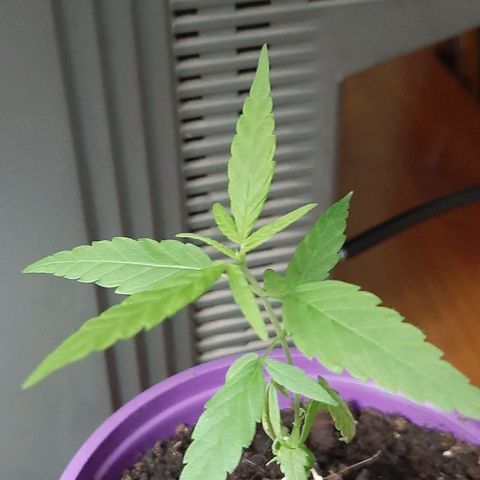 Chalupa - Alvaro  growlog photo: El martes 14 de febrero, la planta tuvo un crecimiento de 10 cm, de altura, y de 3,5 cm en el largo del primer par de hojas.