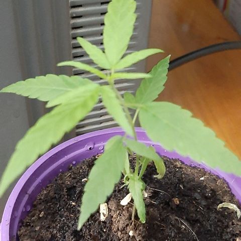 Chalupa - Alvaro  growlog photo: El jueves 16 de febrero, la planta tuvo un crecimiento de 10,2 cm de altura, y de 3,7 cm en el largo del primer par de hojas. 