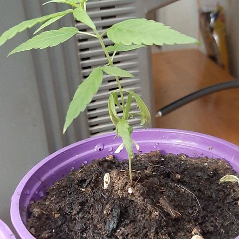 Chalupa - Alvaro  growlog photo: El jueves 16 de febrero, la planta tuvo un crecimiento de 10,2 cm de altura, y de 3,7 cm en el largo del primer par de hojas. 