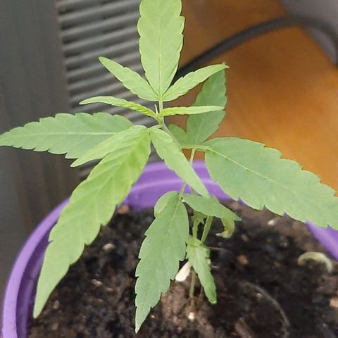 Chalupa - Alvaro  growlog photo: El sábado 18 de febrero, la planta tuvo un crecimiento de 10,4 cm de altura y de 3,7 cm en el largo del primer par de hojas.