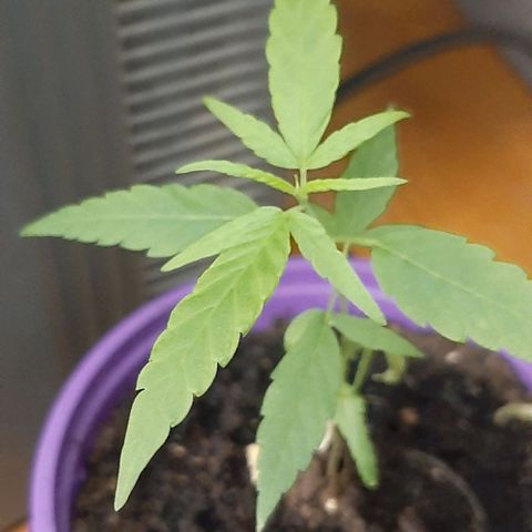Chalupa - Alvaro  growlog photo: El sábado 18 de febrero, la planta tuvo un crecimiento de 10,4 cm de altura y de 3,7 cm en el largo del primer par de hojas.