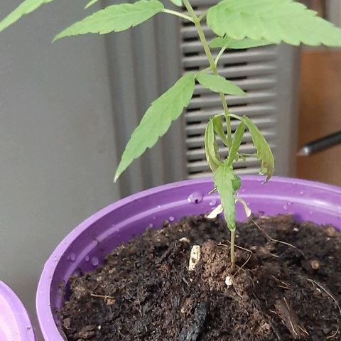 Chalupa - Alvaro  growlog photo: El sábado 18 de febrero, la planta tuvo un crecimiento de 10,4 cm de altura y de 3,7 cm en el largo del primer par de hojas.