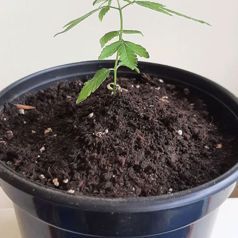 Chalupa - Alvaro  growlog photo: El martes 21 de febrero, se pudo evidenciar un crecimiento predominante en la planta.