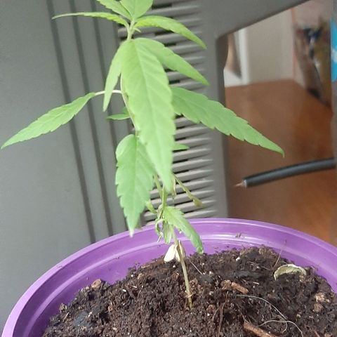 Chalupa - Alvaro  growlog photo: El martes 21 de febrero, se pudo evidenciar un crecimiento predominante en la planta.