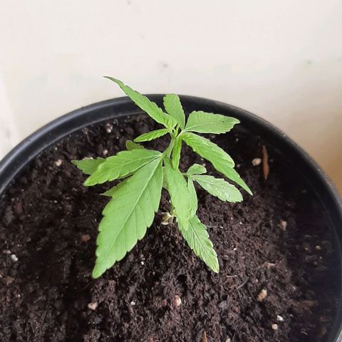 Chalupa - Alvaro  growlog photo: El martes 21 de febrero, se pudo evidenciar un crecimiento predominante en la planta.