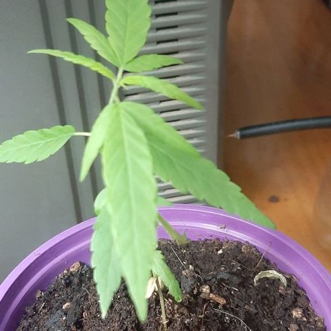 Chalupa - Alvaro  growlog photo: El martes 21 de febrero, se pudo evidenciar un crecimiento predominante en la planta.