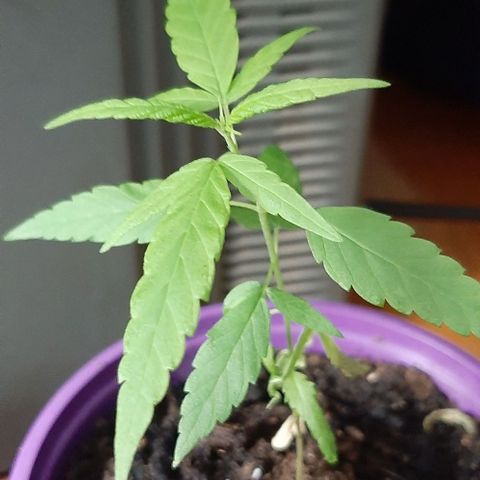 Chalupa - Alvaro  growlog photo: El miércoles 22 de febrero, se pudo evidenciar la presencia del quinto par de hojas. 