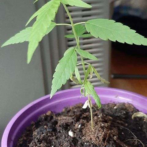 Chalupa - Alvaro  growlog photo: El miércoles 22 de febrero, se pudo evidenciar la presencia del quinto par de hojas. 