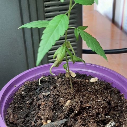 Chalupa - Alvaro  growlog photo: El jueves 23 de febrero, se pudo evidenciar un crecimiento predominante en la planta.