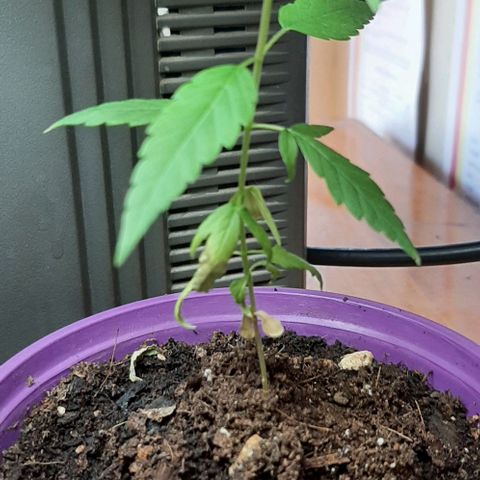 Chalupa - Alvaro  growlog photo: El jueves 23 de febrero, se pudo evidenciar un crecimiento predominante en la planta.