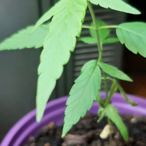 Chalupa - Alvaro  growlog photo: El jueves 23 de febrero, se pudo evidenciar un crecimiento predominante en la planta.