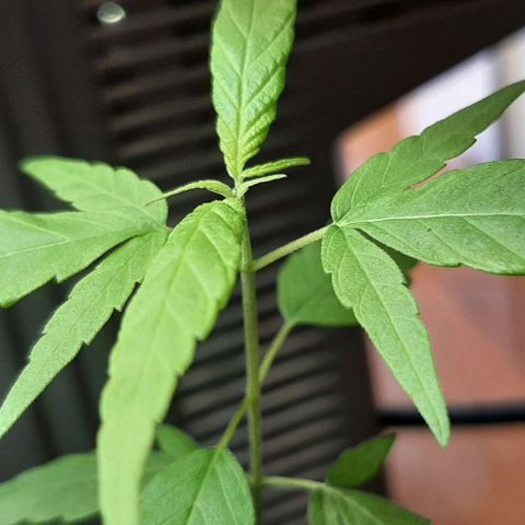 Chalupa - Alvaro  growlog photo: El viernes 24 de febrero, se pudo evidenciar un crecimiento predominante en la planta.
