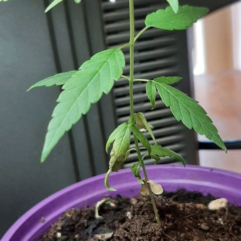 Chalupa - Alvaro  growlog photo: El viernes 24 de febrero, se pudo evidenciar un crecimiento predominante en la planta.