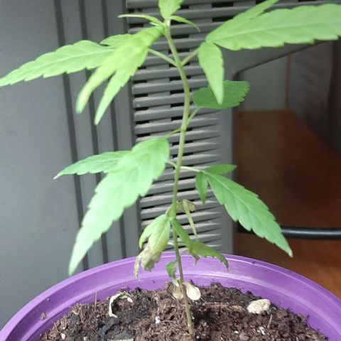 Chalupa - Alvaro  growlog photo: El sábado 25 de febrero, se pudo evidenciar un crecimiento predominante en la planta.