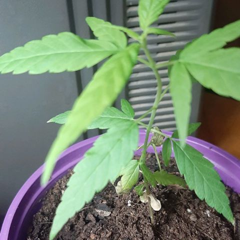 Chalupa - Alvaro  growlog photo: El sábado 25 de febrero, se pudo evidenciar un crecimiento predominante en la planta.