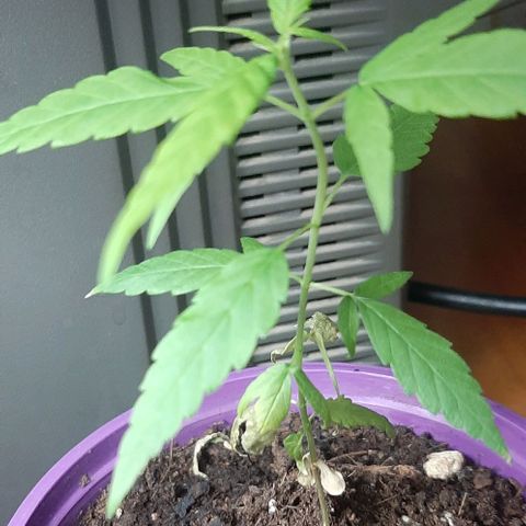 Chalupa - Alvaro  growlog photo: El sábado 25 de febrero, se pudo evidenciar un crecimiento predominante en la planta.