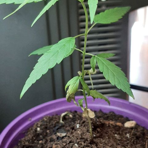 Chalupa - Alvaro  growlog photo: El lunes 27 de febrero, se pudo evidenciar un crecimiento predominante en la planta. 