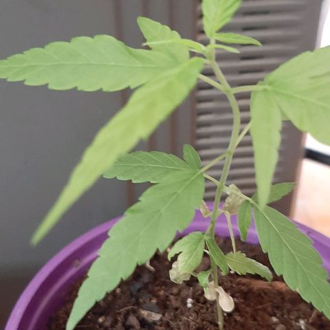 Chalupa - Alvaro  growlog photo: El lunes 27 de febrero, se pudo evidenciar un crecimiento predominante en la planta. 