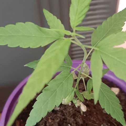 Chalupa - Alvaro  growlog photo: El lunes 27 de febrero, se pudo evidenciar un crecimiento predominante en la planta. 