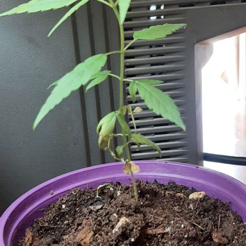 Chalupa - Alvaro  growlog photo: El lunes 27 de febrero, se pudo evidenciar un crecimiento predominante en la planta. 