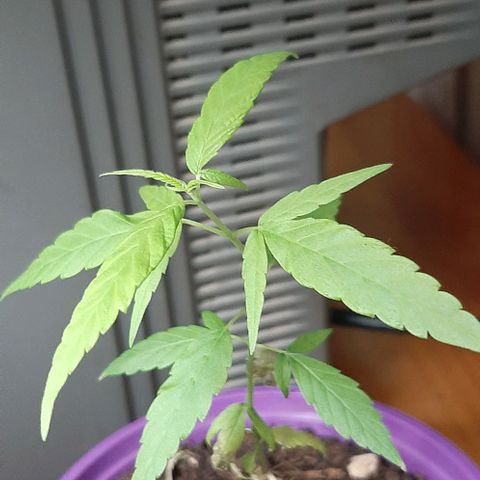 Chalupa - Alvaro  growlog photo: El martes 28 de febrero, se pudo evidenciar un crecimiento predominante en la planta. 