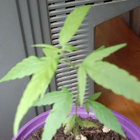 Chalupa - Alvaro  growlog photo: El martes 28 de febrero, se pudo evidenciar un crecimiento predominante en la planta. 