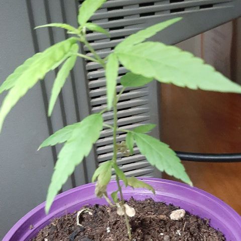 Chalupa - Alvaro  growlog photo: El martes 28 de febrero, se pudo evidenciar un crecimiento predominante en la planta. 