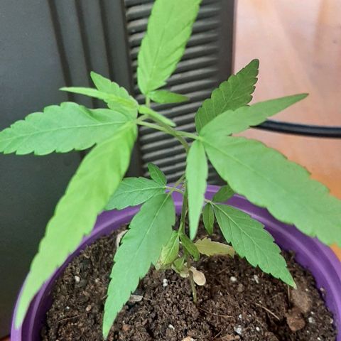 Chalupa - Alvaro  growlog photo: El miércoles 1 de marzo, la planta obtuvo un crecimiento predominante. 