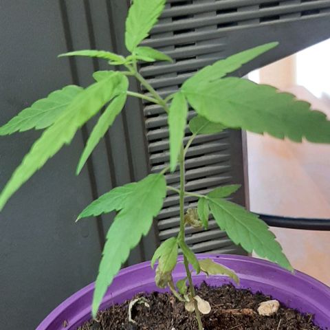 Chalupa - Alvaro  growlog photo: El miércoles 1 de marzo, la planta obtuvo un crecimiento predominante. 